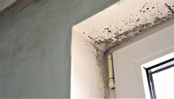 Mold Removal for HVAC Installations